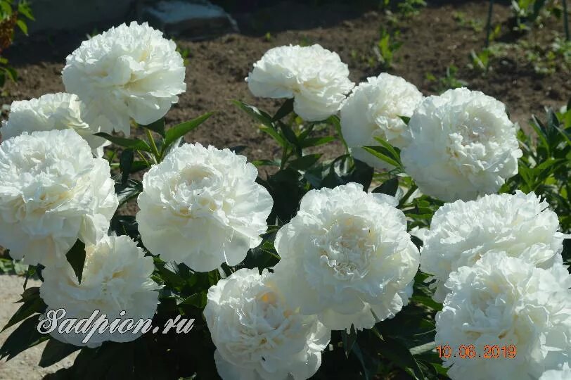 Пион Мазерс Чойс: внешний вид и особенности выращивания этого сорта Flowers, Veg
