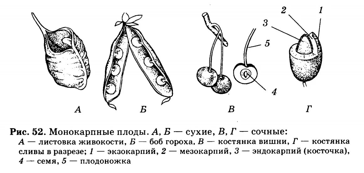 Околоплодник боба. Строение плода гороха. Строение околоплодника Боба. Строение околоплодника гороха. Строение плода экзокарпий.