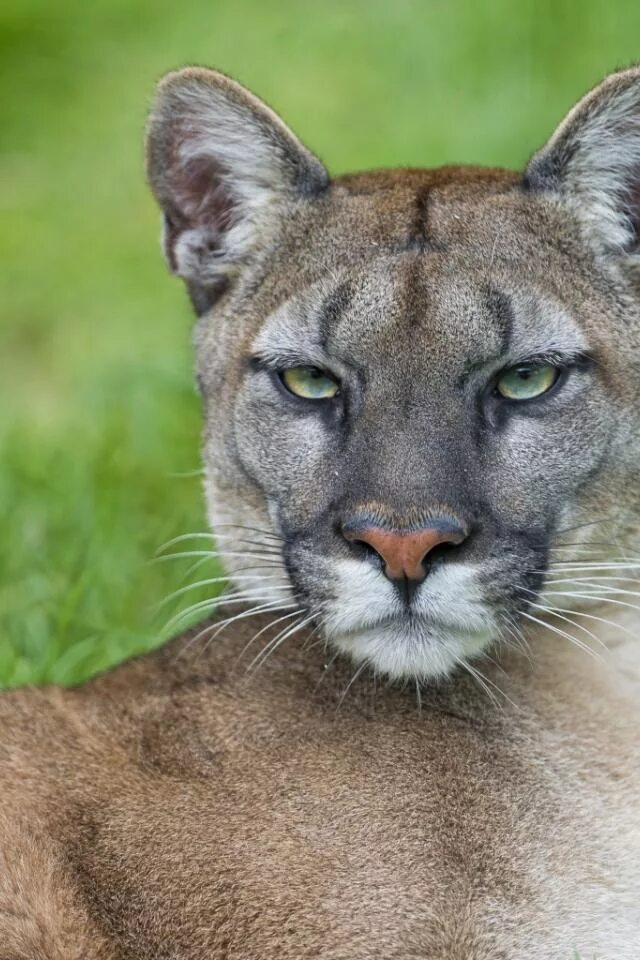 североамериканская пума. Cougar uniface. горная пума. пума конколор кугуар. Cougar uniface.