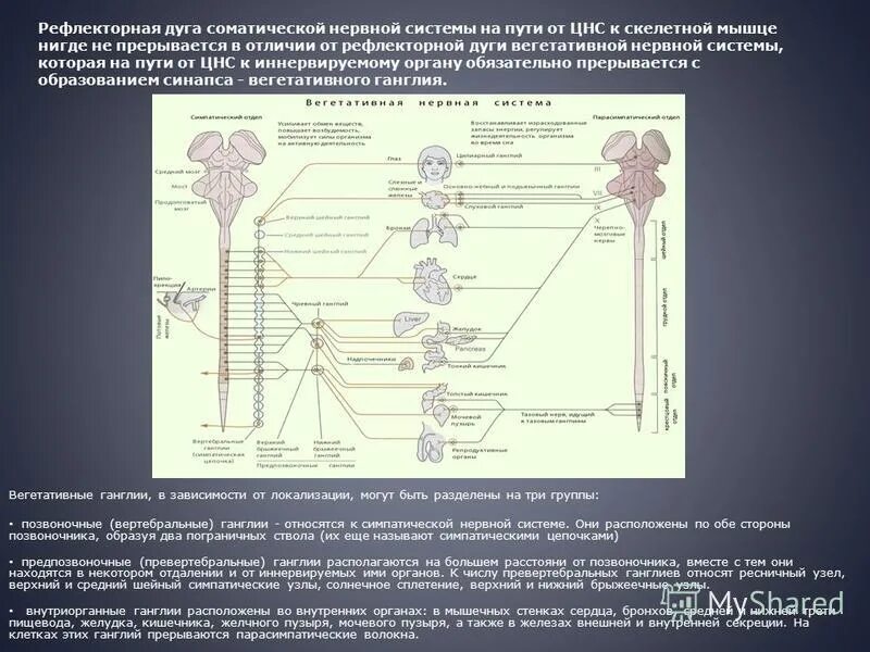 Нервная система иннервирующая скелетную мускулатуру. Иннервация мышц. Нервная система иннервирующая скелетную мускулатуру. Паравертебральные ганглии и превертебральные ганглии. Особенности строения соматической нервной системы.