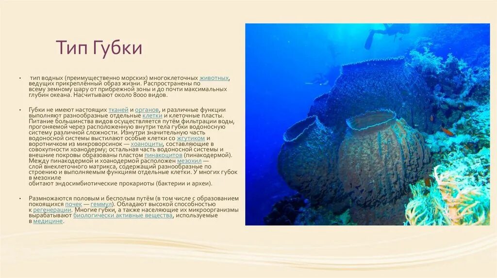 Прикрепленный образ. Морские животные ведущие прикрепленный образ жизни. Подцарство многоклеточные Тип губки. Тип губки образ жизни. Органы чувств губок.