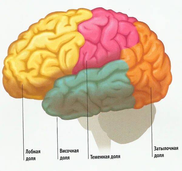 Лобная теменная височная затылочная доли мозга. Доли головного мозга височная лобная. Задние доли мозга