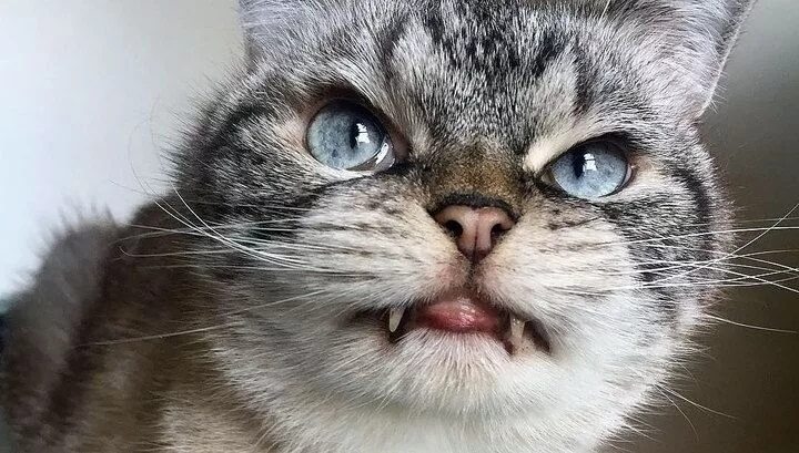 Звуки раздраженного кота