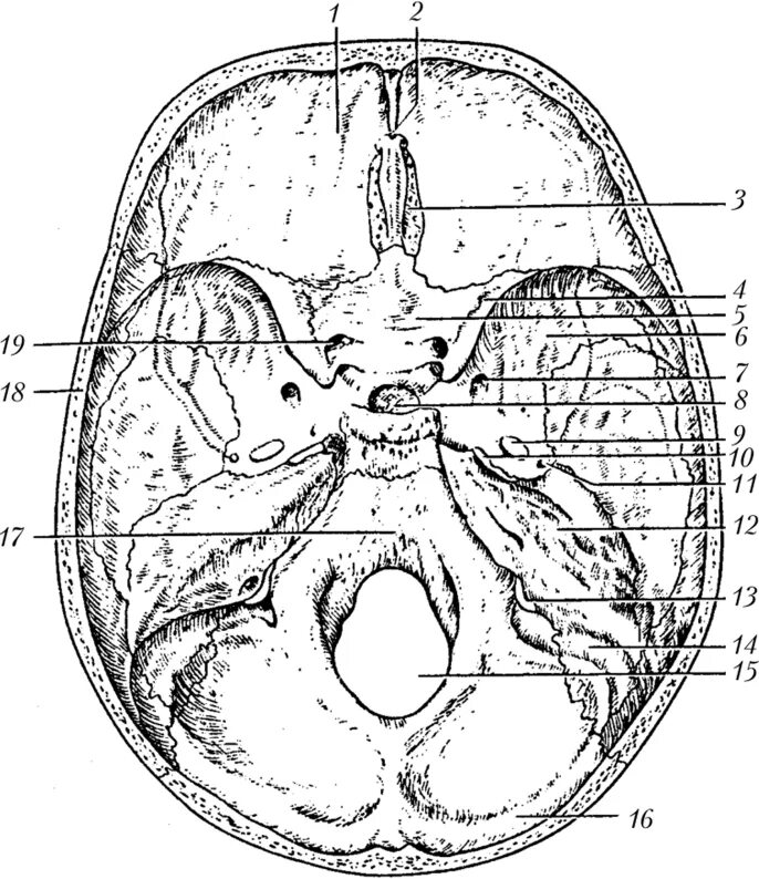 Мозговое основание черепа. Кости основания черепа анатомия. Внутреннее основание черепа анатомия. Анатомия основание черепа кость. Дно мозговой части черепа анатомия.