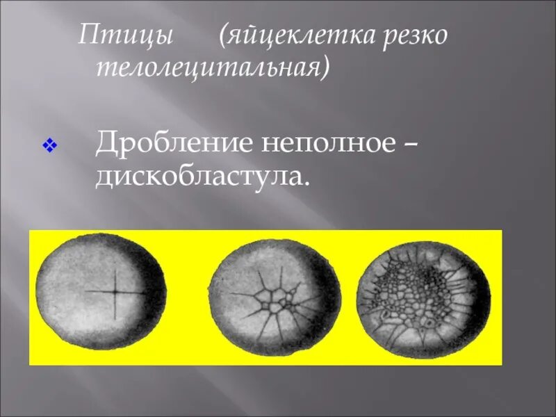 Полное дробление яйцеклетки. Дробление яйцеклетки птиц. телолецитальная яйцеклетка дробление. неполное дробление. неполное дробление яйцеклетки.