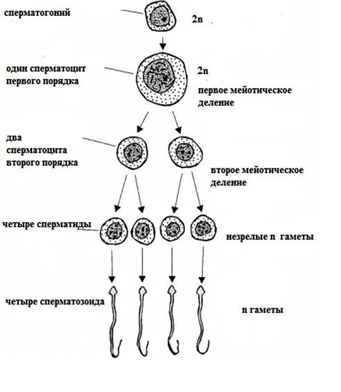 Различия в строении половых клеток. Сперматогенез и строение спермиев. Схема строения сперматозоида млекопитающего. Сперматогенез и строение сперматозоидов. Строение сперматогенеза.