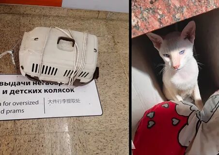 Дело о коте твиксе