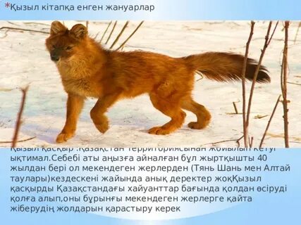 Ren TV арнасындағы секс фильмдері