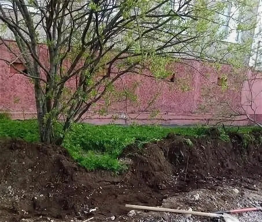 Дикие сеянцы яблони. Старый дом с палисадником. Береза в палисаднике. Деревенский дом в цветущей черемухе. Молодая яблонька уцелевшая в палисаднике разрушенного.