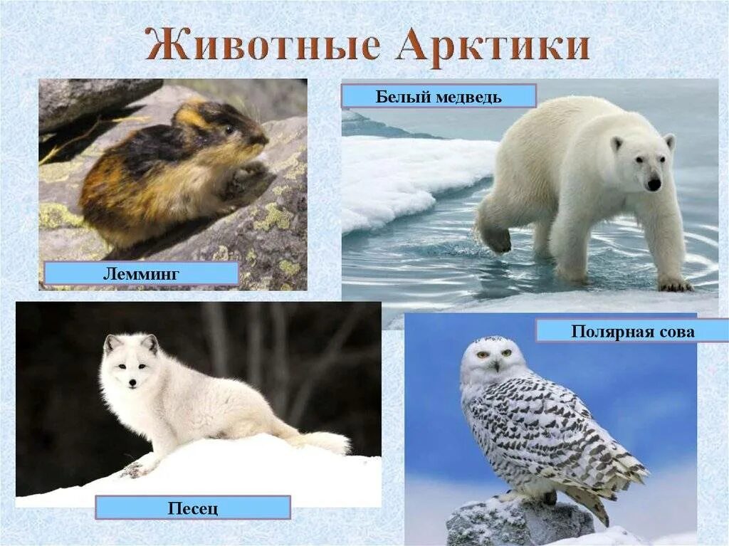 Как белый медведь приспособился к жизни в арктике. Вотных из красно книги арктики. Животные в красной книге артики. Животные арктических пустынь красная книга. Животные арктики занесенные в красную книгу.