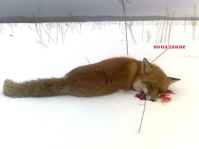 Охота на лисицу смысл песни. Охота на лису ЛОВУШКАМИ. Силок для лисы.