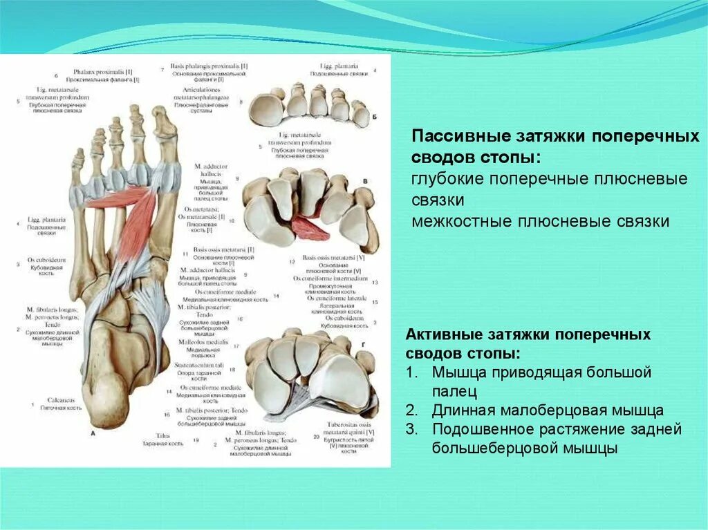 Пассивные и активные затяжки сводов стопы. Межкостные связки стопы. Активная затяжка поперечного свода стопы. Активные затяжки сводов стопы. Своды образования 38