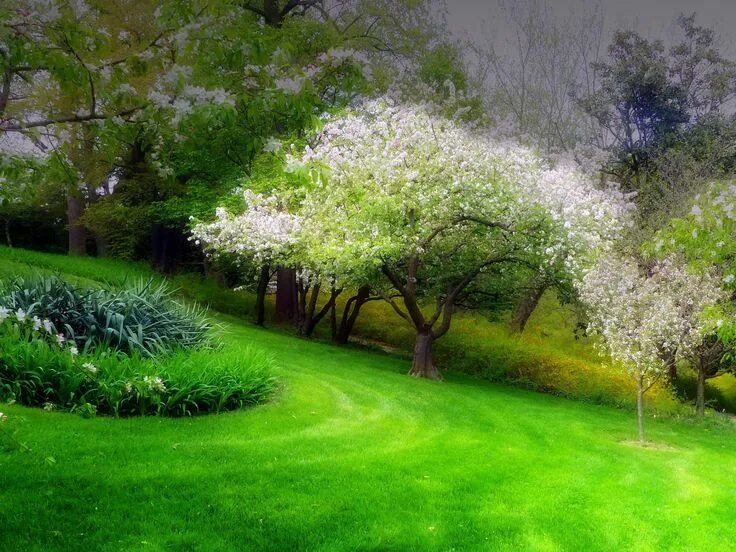 Primavera картинки. Японское растение сакура. Primavera de. Ютуб primavera. Primavera de.