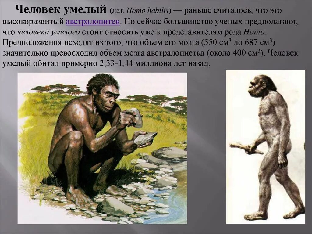 Первые представители рода человек. Человек умелый homo habilis. Человек умелый хомо хабилис. Хомо хабилис австралопитек. Челове́к уме́лый (лат. Homo habilis).