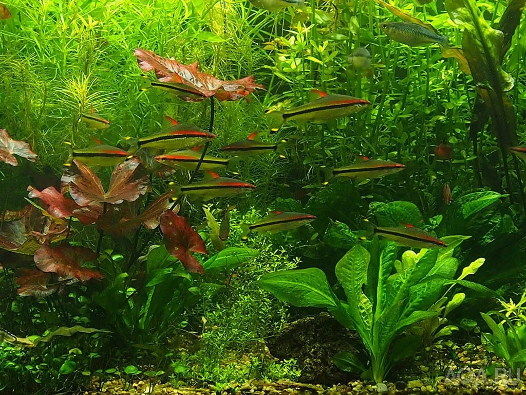 аквариум травник фото. акваскейп голландский. пресноводные аквариумы травники. акваскейп стоунхендж. травник аквариумные растения.