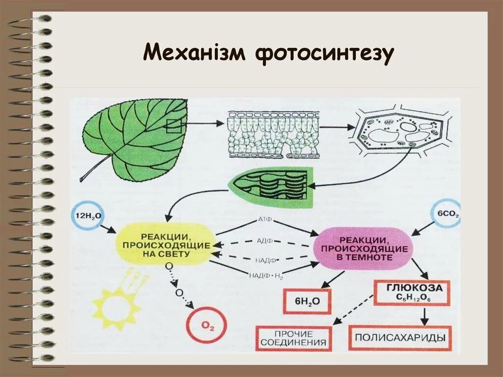 В реакциях фотосинтеза энергия света. Ментальная карта процесс фотосинтеза. Интеллект карта фотосинтез. Схема процесса фотосинтеза. Общая схема фотосинтеза.