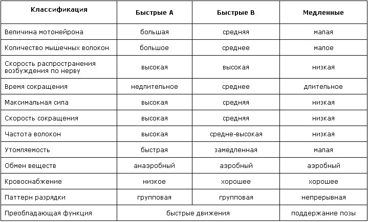 Заполните таблицу виды мышечных волокон медленные быстрые. Функциональная классификация мышечных волокон. таблица мышечных волокон. типы мышечных волокон таблица. сравнение быстрых и медленных мышечных волокон.