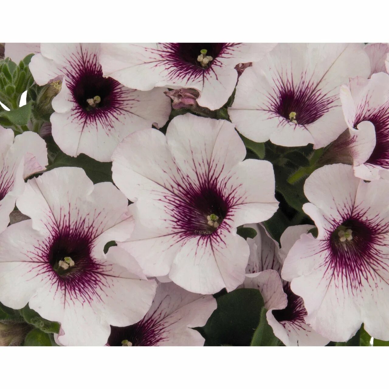 Петуния орхид. Петуния сюрпрайз вайт орхид. петуния orchid frost. петуния сюрпрайз white orchid. петуния капелла орхид фрост.