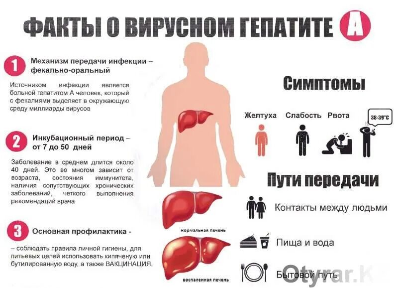 Гепатит причины лечение. Инфекция вирусного гепатита симптомы. Вирусный гепатит симптомы. Гепатит симптомы и профилактика.