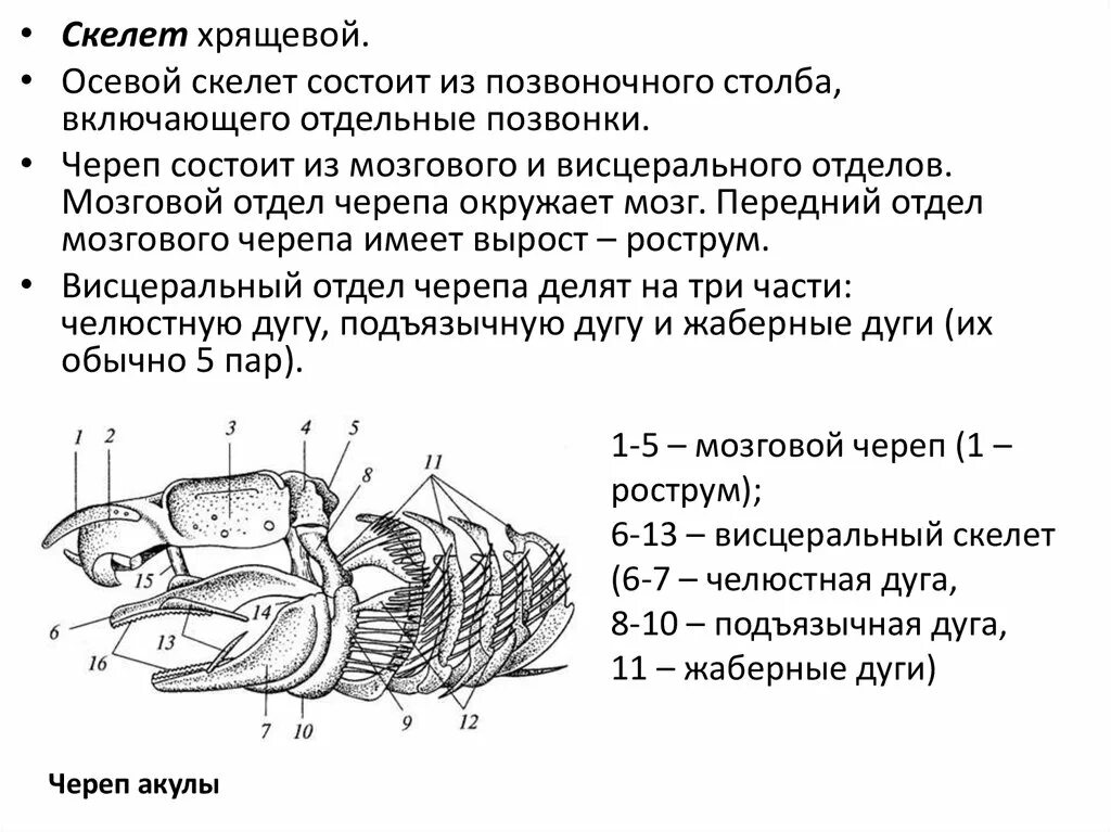 Типы висцерального черепа. Эволюция висцерального скелета позвоночных. Осевой скелет позвоночных. Схема типов крепления мозгового и висцерального отделов черепа..