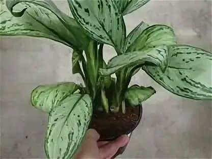 Аглаонема мария кристина фото описание Аглаонема мария кристина купить