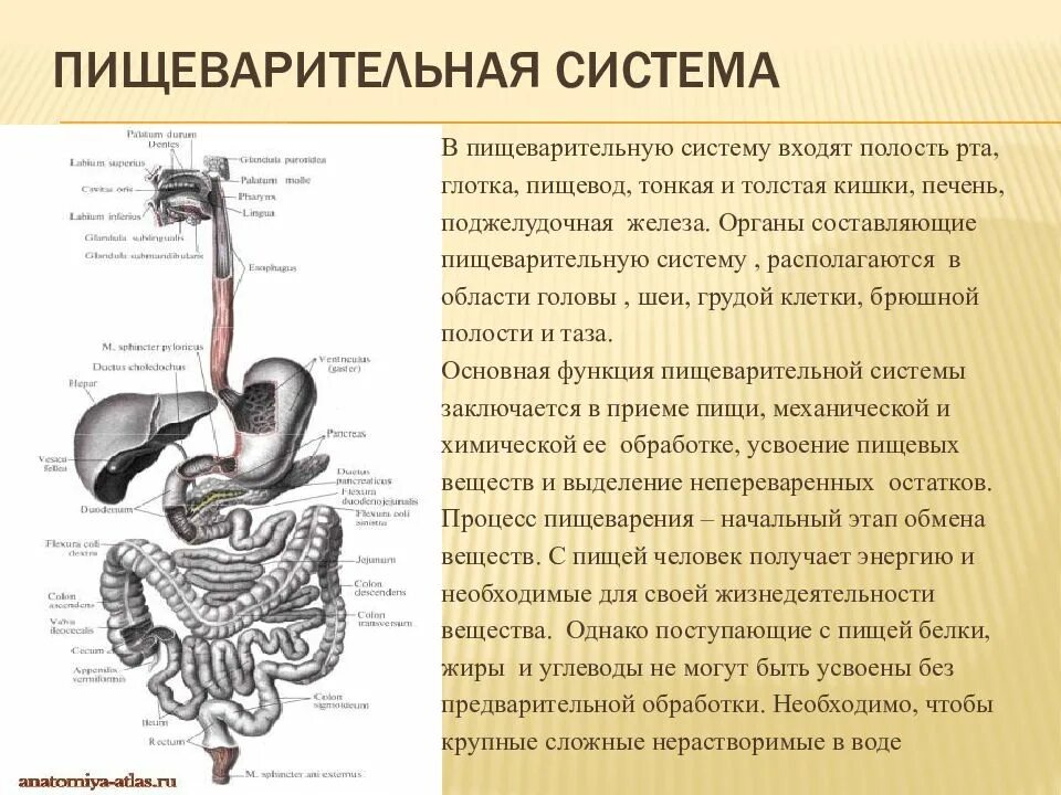 Какие органы входят в пищеварительную систему. Какие органы входят в пищеварительную систему