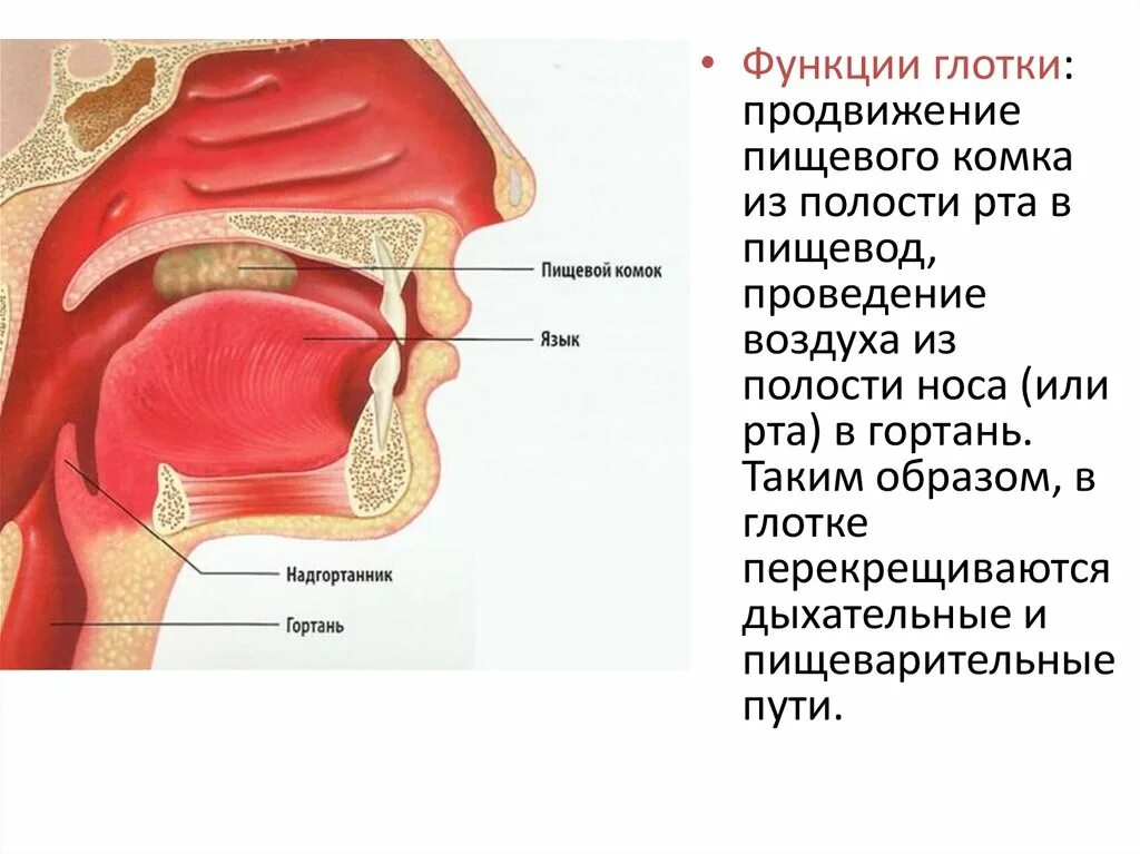 Листовидный надгортанник. Дыхательные пути пищеварительные надгортанник. Строение гортани надгортанник. Строение глотки надгортанник. Сокращение глотки