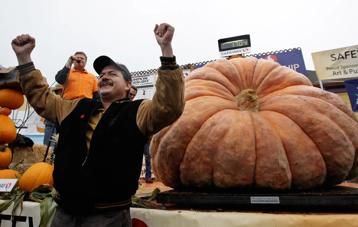 самая большая тыква в мире рекорд гиннесса. тыква голиаф. самая крупная тыква. тыква атлантический гигант. самые большие тыквы.
