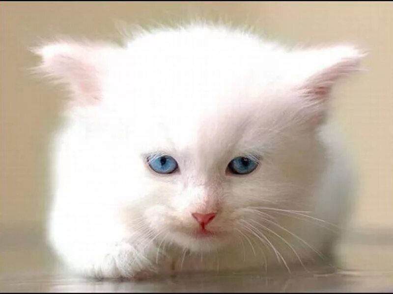 Беленьких котиков. Белый котенок. Белый пушистый котенок. Белый котёнок с голубыми глазами. Маленький Беленький котенок.