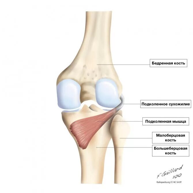 Лечение мыщелка. Медиальный мыщелок бедренной кости коленного сустава. Мыщелок коленного сустава большеберцовой кости. Колено мыщелок большеберцовой кости. Латеральный мыщелок бедренной кости в коленном суставе.