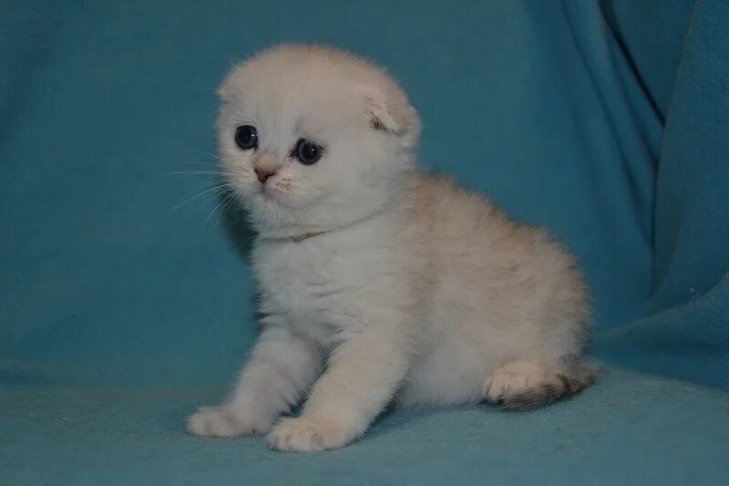 Шотландский котенок мальчик. Шотландская вислоухая кошка. Белый вислоухий котенок 1 месяц. Шотландская вислоухая 1 месяц. Котёнок 1 месяц шотландский вислоухий белый.