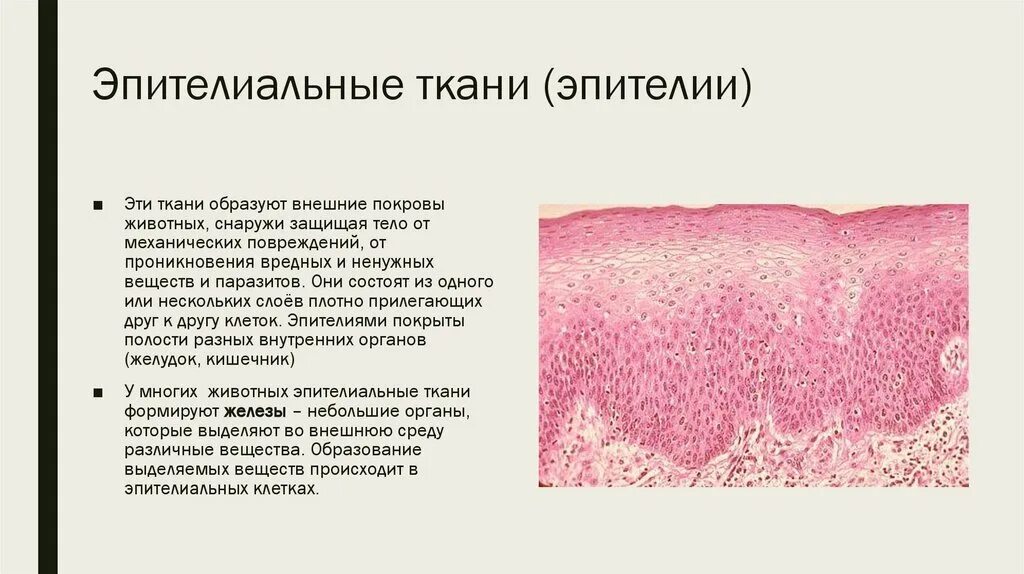 Эпителиальная ткань образует. Классификация эпителиальной ткани. Патология эпителиальной ткани. Эпителиальное образование. Эпителиальные ткани состоят из клеток