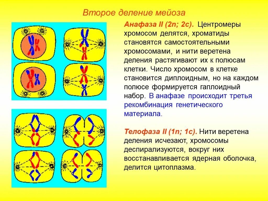 Начало митоза сколько хромосом. Анафаза 2 деления мейоза. Деление клетки мейоз анафаза 2. Метафаза мейоза 2. Мейоз 2 анафаза 2.