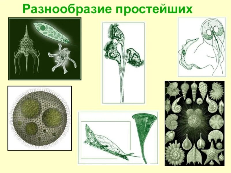 Царство протисты водоросли. Протисты это одноклеточные организмы. Одноклеточные водоросли эукариоты. Простейшие одноклеточные организмы. Одноклеточная брюс