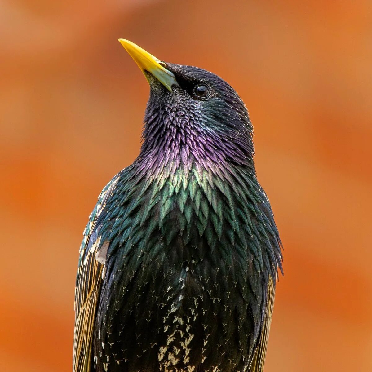 скворец птица. машина скворец. что за глупый скворец слушать. глупый скворец машина времени. зимующие скворцы.