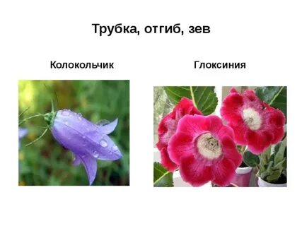 Сростнолепестный венчик цветка имеется у