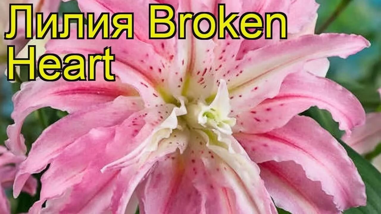 Лилия брокен харт описание. Лилия восточная брокен харт. лилия восточная махровая брокен харт. лилия broken heart.