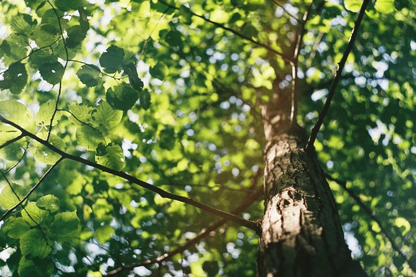 Деревья пестрят. Ироко дерево. Дерево зеленое. Деревья пестрят. Раскидистая крона дуб.