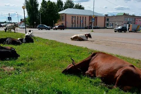 Общественный выпас скота