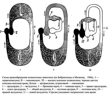 Схема кровообращения позвоночных животных