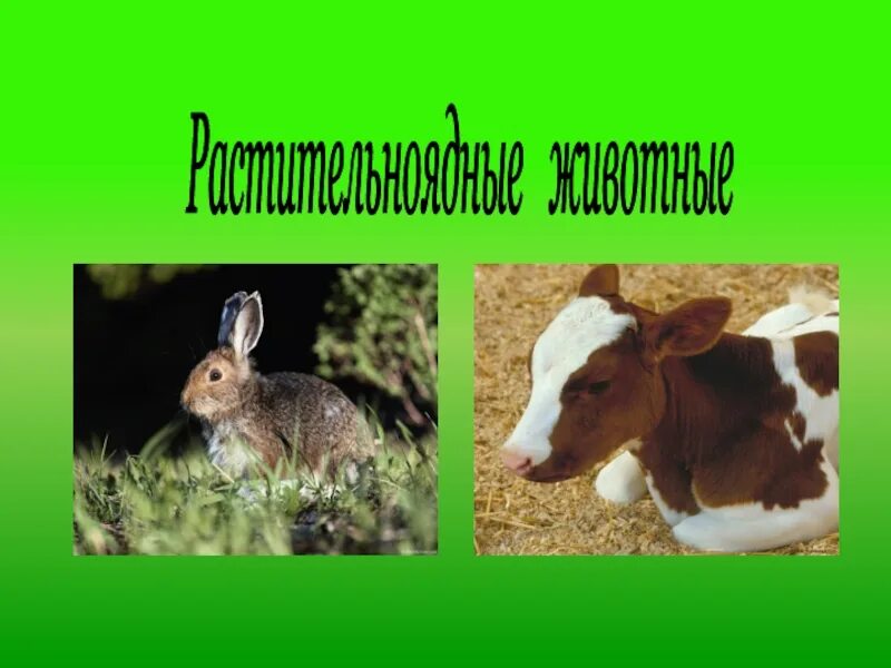 Растение растительноядное животное насекомоядное животное
