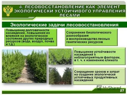 Правила лесовосстановления состава проекта лесовосстановления