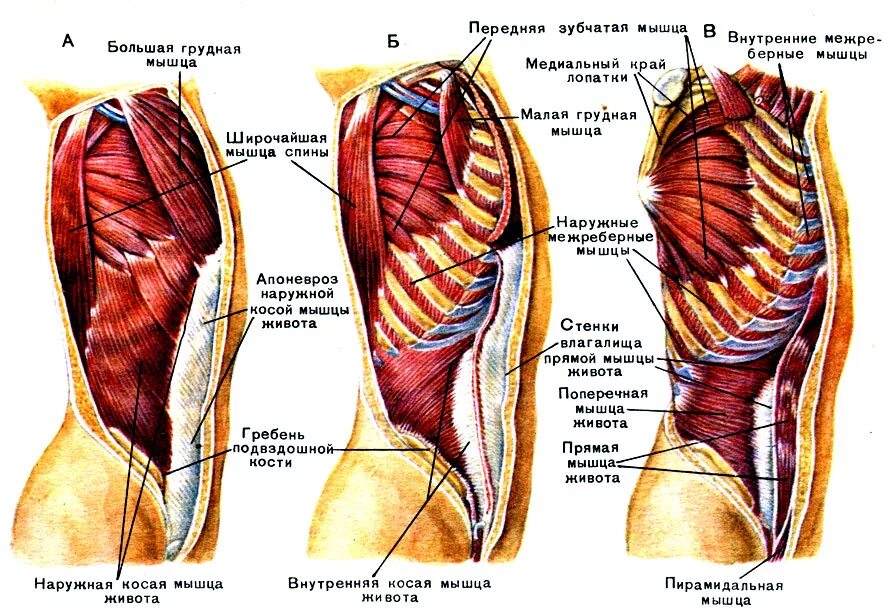 Строение брюшных мышц. Мышцы живота анатомический атлас. мышцы туловища сбоку анатомия. структура мышц живота человека. наружная и внутренние мышцы живота анатомия.