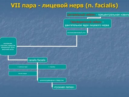 Лицевая пара черепных нервов