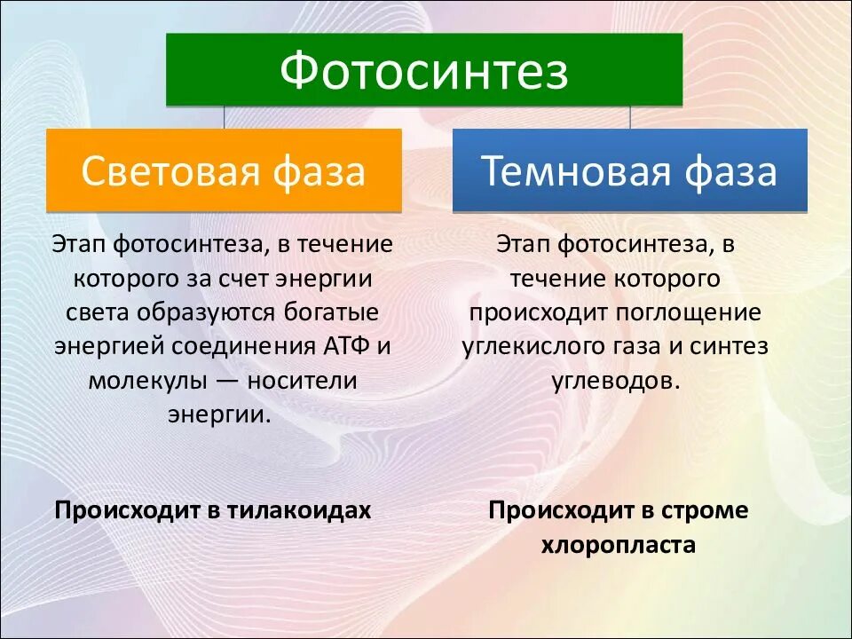 Фотосинтез происходит тест. Фотосинтез и хемосинтез. этапы фотосинтеза. фазы фотосинтеза хемосинтез. исходные вещества хемосинтеза.