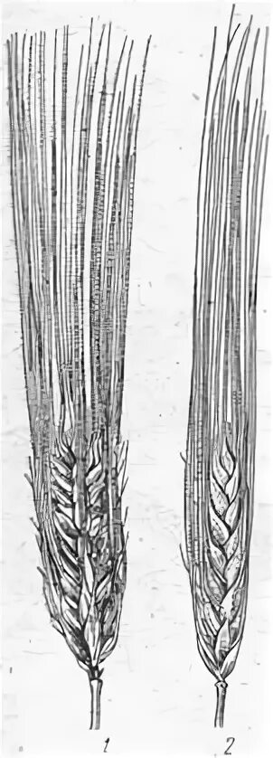 Строение ячменя. Ячмень двурядный и многорядный. Рис.25 ячмень шестирядный двухрядный. Колос многорядного ячменя. Колос ячменя однорядный и многорядный.