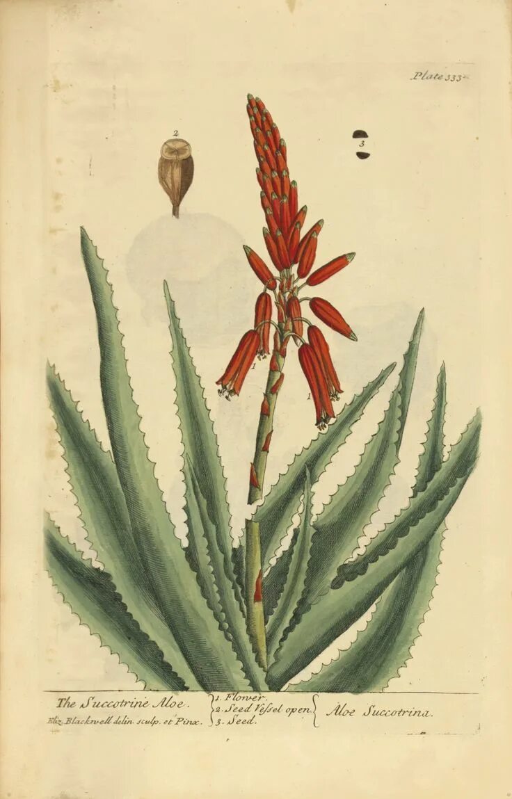 Алоэ древовидное столетник. Алоэ древовидное (Aloe arborescens). Алоэ древовидное гербарий. Куприн столетник текст