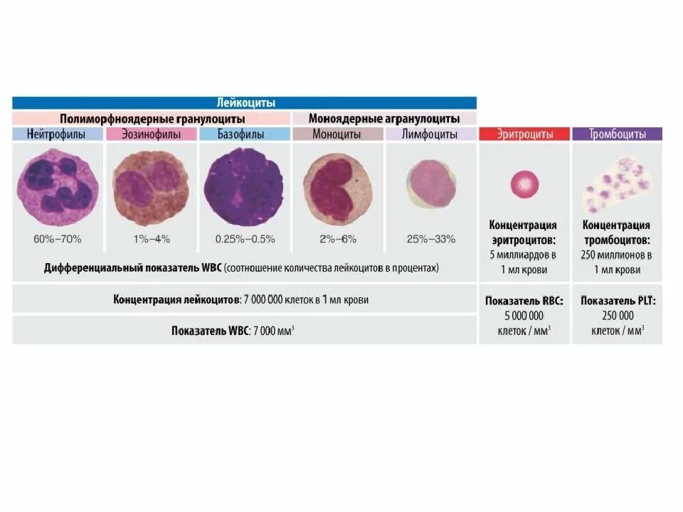 Лейкоцитарная формула функции лейкоцитов таблица. Лейкоцитарная формула лимфоциты. Виды лейкоцитов количество лейкоцитарная формула. Гранулы форменных элементов крови. Эозинофилы моноциты тромбоциты