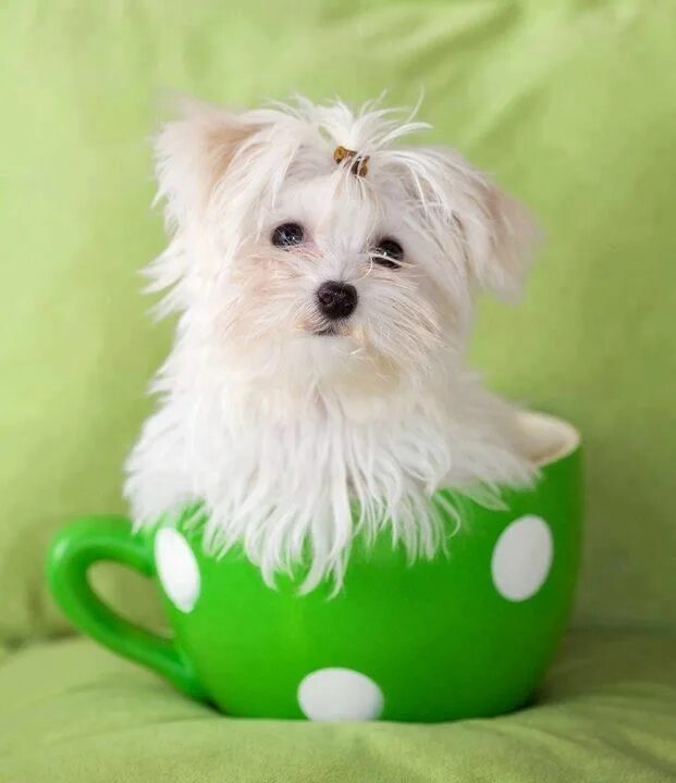 Dogs cup. Собачка в чашке. Чашки для собак. Собака в кружке. Щенок в кружке.