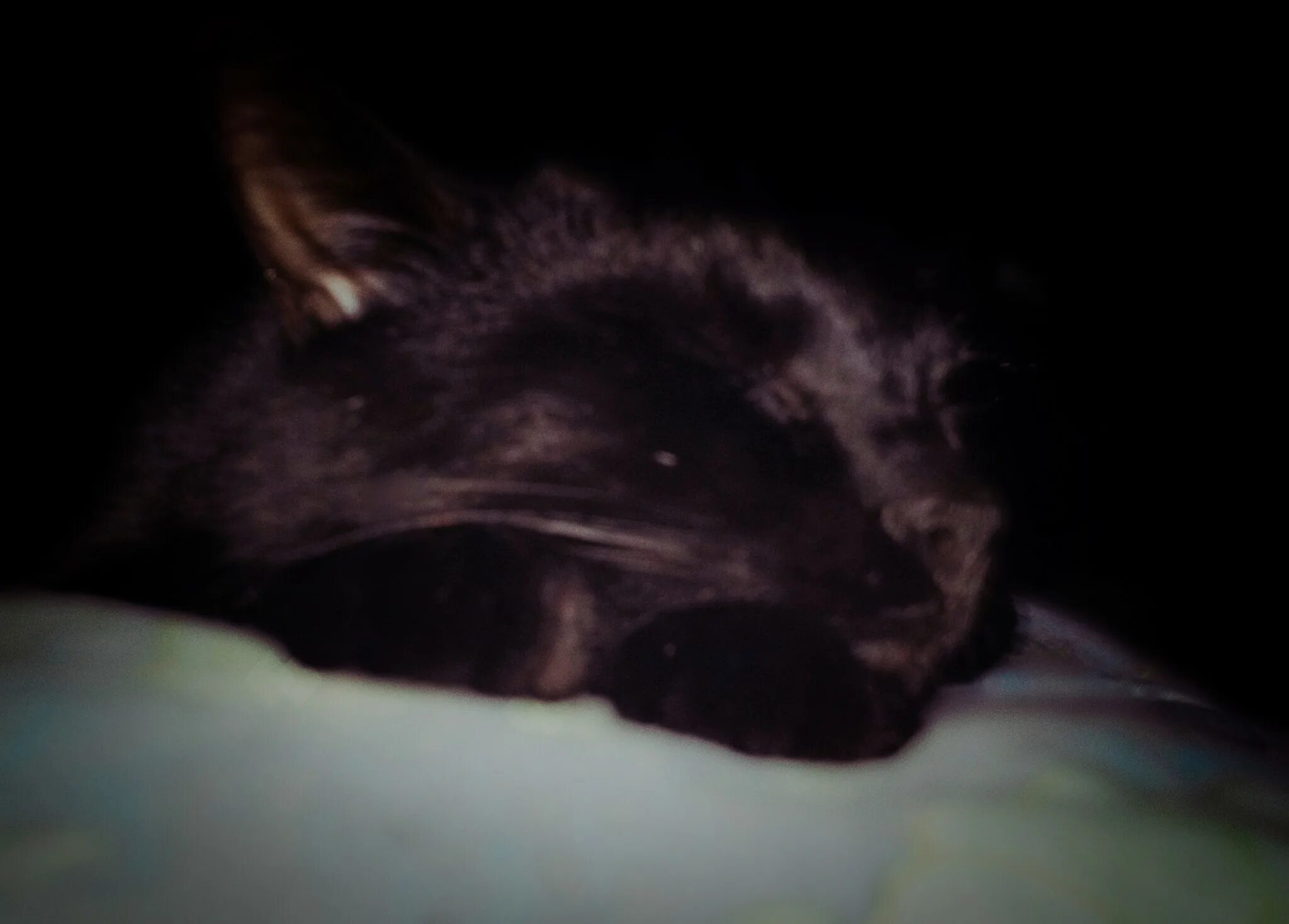 Черные котята во сне к чему снятся. Черный кот во сне. Спящий черный кот. Фото спящих черных котов.